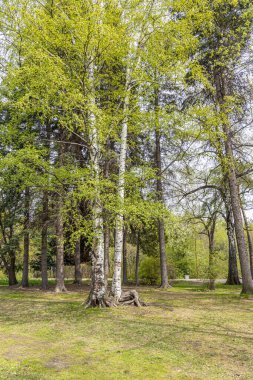 Yeşil yaprakları ve tomurcukları olan iki beyaz huş ağacı baharda bir parkta bulanık bir arka planda.
