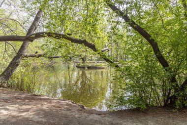 Yeşil yaprakları ve tomurcukları olan kahverengi ağaçlar grubu baharda bir parkta bulanık bir arka planda bir göletin kenarındadır.