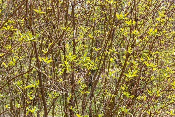 Branches Red Svidina Cornus Alba Green Leaves Park Sunny Spring — Stock Photo, Image