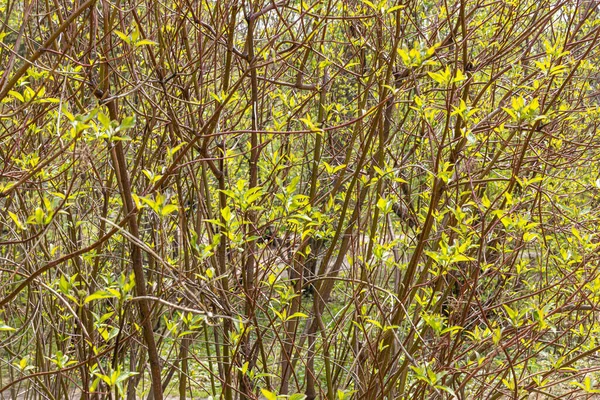 Ramos Vermelho Svidina Cornus Alba Com Folhas Verdes Está Parque — Fotografia de Stock