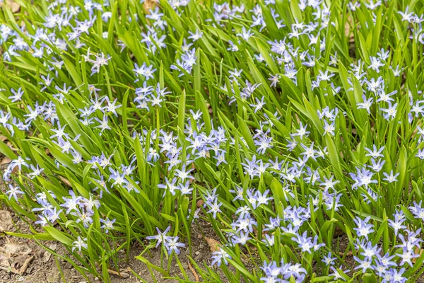Голубые Сциллы Красивыми Зелеными Листьями Цветут Весной Саду — стоковое фото
