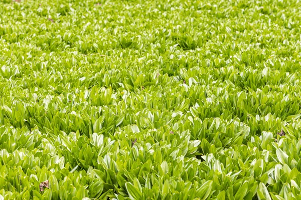 Uma Textura Verde Folhas Colchicum Autumnale Está Parque Primavera — Fotografia de Stock