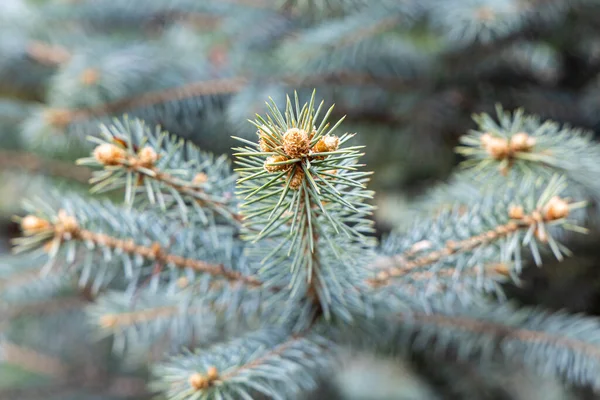 Turuncu Kozalaklı Mavi Köknar Ağacı Noel Süslemesi Için Yeşil Arka — Stok fotoğraf