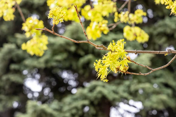Ветки Кленового Дерева Молодыми Зелеными Желтыми Листьями Бутонами Весной Парке — стоковое фото