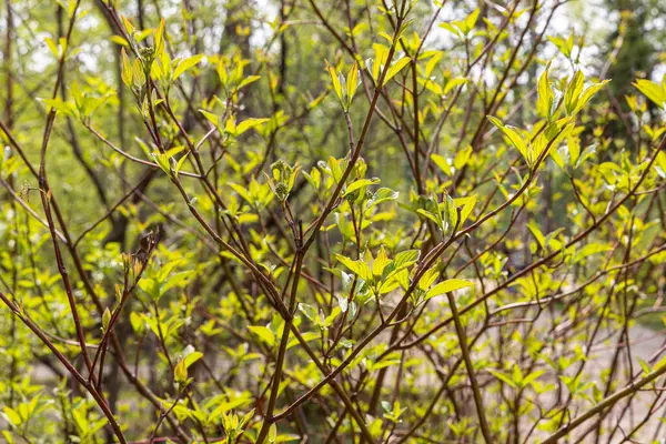 Kırmızı Svidina Cornus Alba Nın Yeşil Yapraklı Dalları Güneşli Bahar — Stok fotoğraf