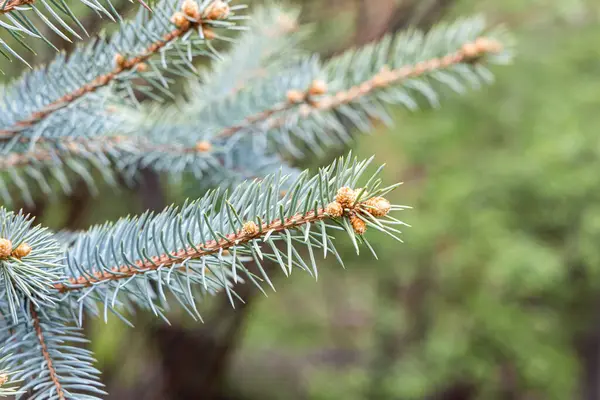 Turuncu Kozalaklı Mavi Köknar Ağacı Noel Süslemesi Için Yeşil Arka — Stok fotoğraf