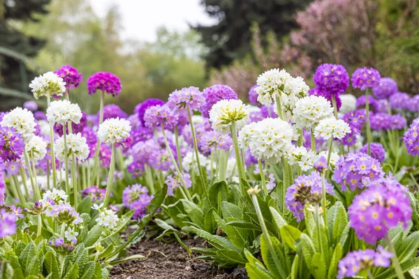 Белый Фиолетовый Круглые Первоцветы Красивыми Зелеными Листьями Цветут Весной Саду — стоковое фото
