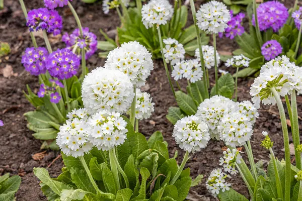 Las Flores Primrose Redondas Blancas Violetas Con Hermosas Hojas Verdes — Foto de Stock