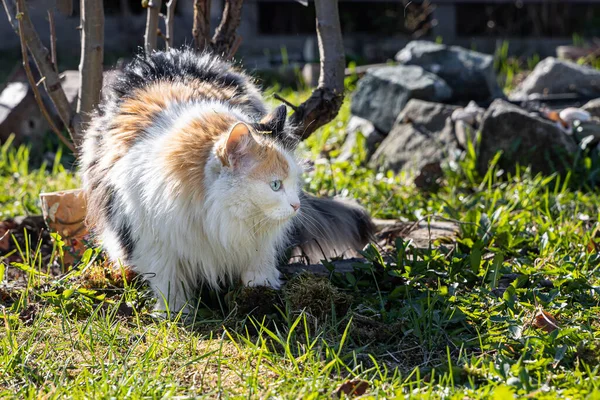 Eine Schöne Erwachsene Lange Haare Schwarz Weiß Rote Katze Mit — Stockfoto