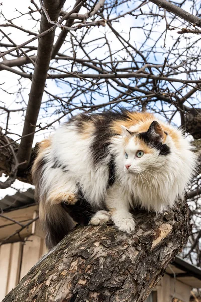 Eine Schöne Erwachsene Katze Mit Langen Schwarzen Weißen Und Roten — Stockfoto