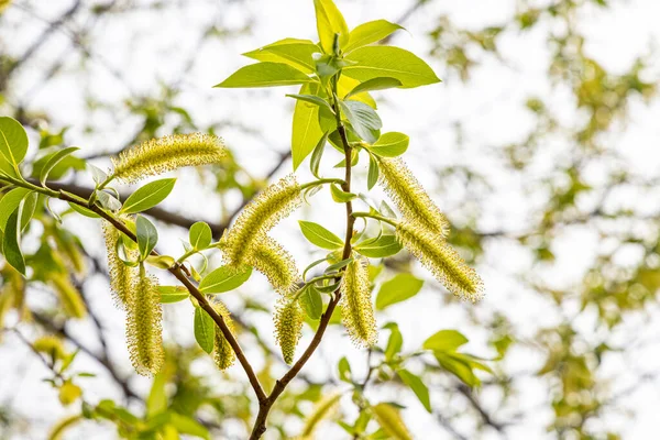 Ветви Ивы Зелеными Свежими Листьями Бутонами Размытом Фоне Парке Весной — стоковое фото