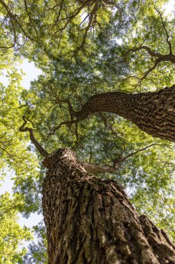 Yeşil yaprakları ve tomurcukları olan kahverengi akçaağaç grubu baharda bir parkta bulanık bir arka planda.