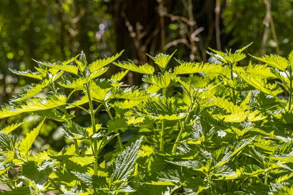 Ljus Grön Konsistens Grupp Unga Nässlor Park Sommaren — Stockfoto