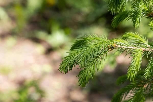 Genç Iğneli Yeşil Köknar Ağacı Dalı Noel Süsü Için Yeşil — Stok fotoğraf
