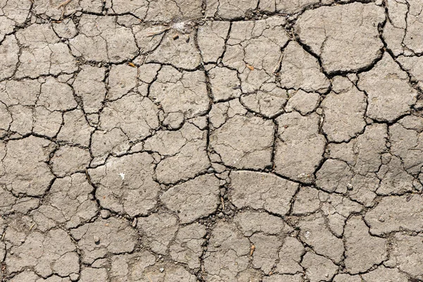 Texture Brown Cracked Soil Path Summer Park — Stock Photo, Image