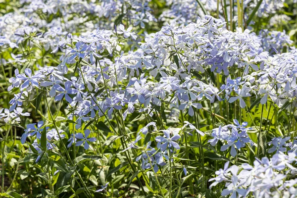 Bir Buket Mavi Çiçek Yeşil Yapraklı Arka Planda — Stok fotoğraf
