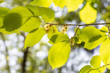 Yeşil yaprakları ve tomurcukları olan genç ve güzel bir dişbudak ağacı baharda bir parkta.