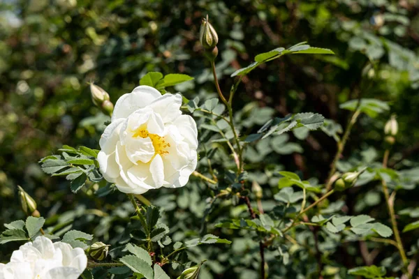 Güzel narin çiçekler yeşil yapraklı beyaz gül bulanık yeşil bir arka planda