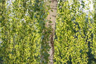 Yeşil yaprakları ve tomurcukları olan beyaz bir huş ağacı baharda bir parkta bulanık bir arka planda.