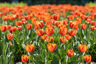 Bir grup turuncu lale, bulanık yeşil arkaplandalar.