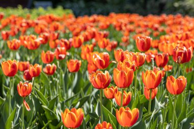 Turuncu lale grubu, arkaplanda bulanık yeşil bir zemin üzerine kuruludur.
