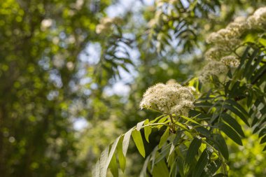 Yeşil yaprakları ve tomurcukları olan beyaz Rowan çiçekleri dalları yazın bulanık yeşil bir arka planda çiçek açar.