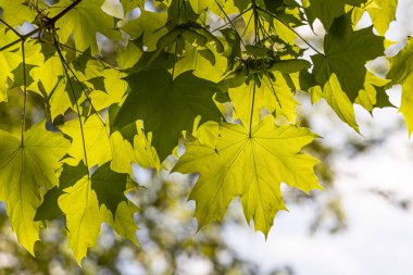 Genç yeşil yaprakları ve tomurcukları olan akçaağaç dalları fotoğrafta gördüğümüz bir parkta.
