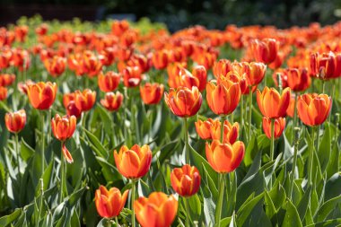 Turuncu lale grubu, arkaplanda bulanık yeşil bir zemin üzerine kuruludur.