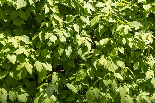 Ramitas de arce con hojas verdes jóvenes y brotes en primavera en un parque que vemos en la foto — Foto de Stock