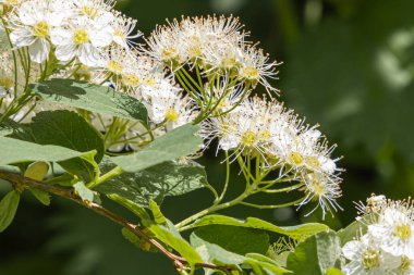 Beyaz çiçekli, yeşil yapraklı ve tomurcuklu dokuz ağaç dalı yazın bulanık yeşil bir arka planda çiçek açar.