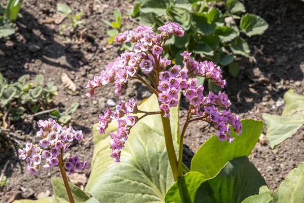 Güzel Yeşil Yaprakları Olan Pembe Bergenia Çiçekleri Baharda Bahçede Çiçek — Stok fotoğraf