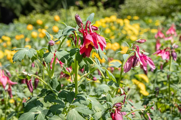 Buquê Flores Columbine Rosa Está Fundo Folhas Verdes — Fotografia de Stock