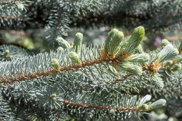 Een Tak Van Blauwe Dennenboom Met Sinaasappel Jonge Kegels Een — Stockfoto