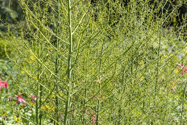 Horisontell Konsistens Grön Sparris Med Gula Frön Eller Trädgård Sparris — Stockfoto