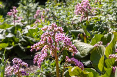 Güzel yeşil yaprakları olan pembe bergenia çiçekleri baharda bahçede çiçek açar.