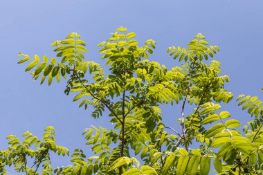 Genç ve güzel bir dallı Jaspidea ağacı. Yazın bir parkta mavi gökyüzü arka planında taze yeşil yapraklar.