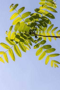 Yazın bir parkta mavi gökyüzü arka planında taze yeşil yaprakları olan genç ve güzel bir dallı Jaspidea ağacı. Dikey
