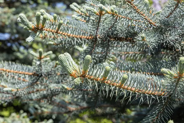 Turuncu Kozalaklı Mavi Köknar Ağacı Noel Süslemesi Için Yeşil Arka — Stok fotoğraf