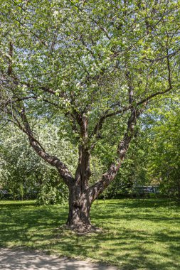 Beyaz çiçekli ve yeşil yapraklı bir Kuş kiraz ağacı veya Latin Prunus maackii de parkta güneşli bir bahar gününde çiçek açar. Dikey