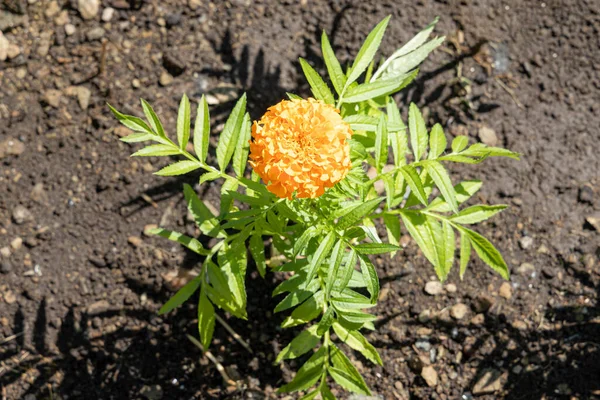 Orange Runda Marigold Blomma Med Vackra Gröna Blad Blommar Sommaren — Stockfoto