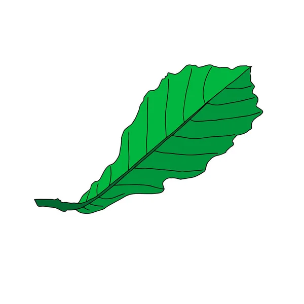 Una Ilustración Una Hoja Roble Verde Aislada Sobre Fondo Blanco — Vector de stock