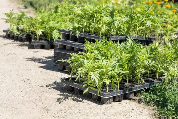 Yeşil filizli siyah paletler Marigold çiçekleri ile güzel yeşil yapraklar ile yaz bahçesinde