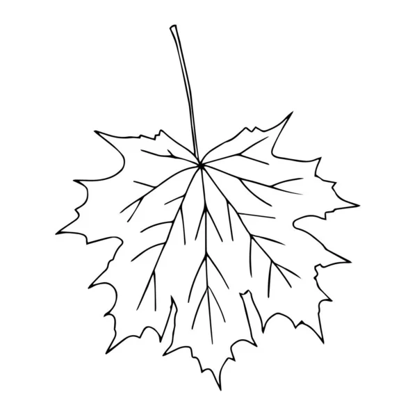 白地に孤立した黒いカエデの葉のイラスト — ストックベクタ