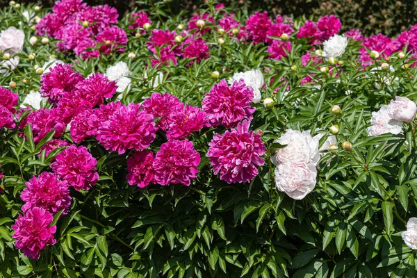 Flores de peônia rosa e branca com belas folhas verdes florescem no verão no jardim — Fotografia de Stock