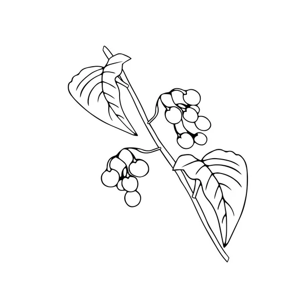 Czarny zarys strony rysunek wektor ilustracja nightshade roślina z owocami odizolowanymi na białym tle — Wektor stockowy