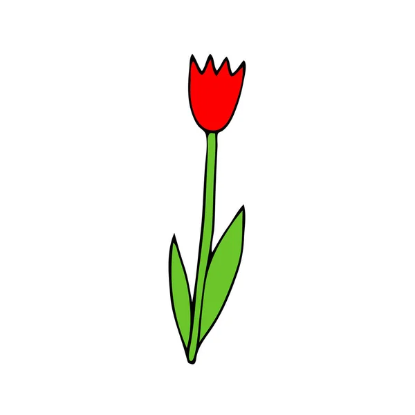白い背景に緑の葉が孤立したチューリップの花の色の赤いベクトル図 — ストックベクタ