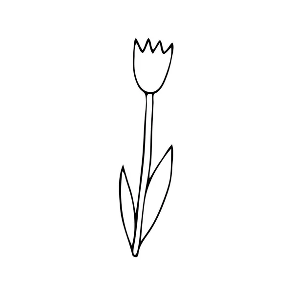 Illustration Vectorielle Noire Une Fleur Tulipe Avec Des Feuilles Isolées — Image vectorielle