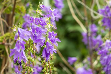 Mor çan çiçekleri ya da ısırgan otu yapraklı Campanula soluk borusu güzel renkli, bulanık yeşil ve mor bir zemin üzerindedir.