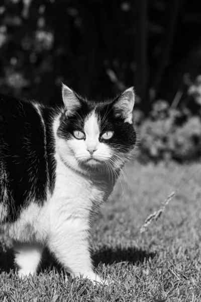 Beau Jeune Chat Adulte Noir Blanc Aux Grands Yeux Est — Photo