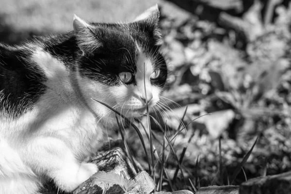 Piękny Dorosły Młody Czarno Biały Kot Dużymi Oczami Jest Ogrodzie — Zdjęcie stockowe